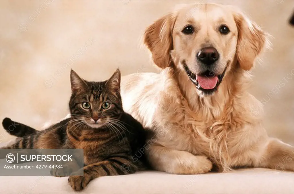 Golden Retriever and domestic cat