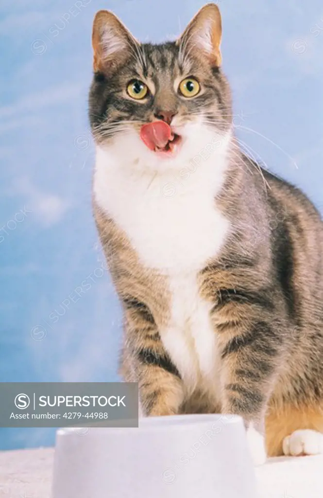 domestic cat - licking its mouth