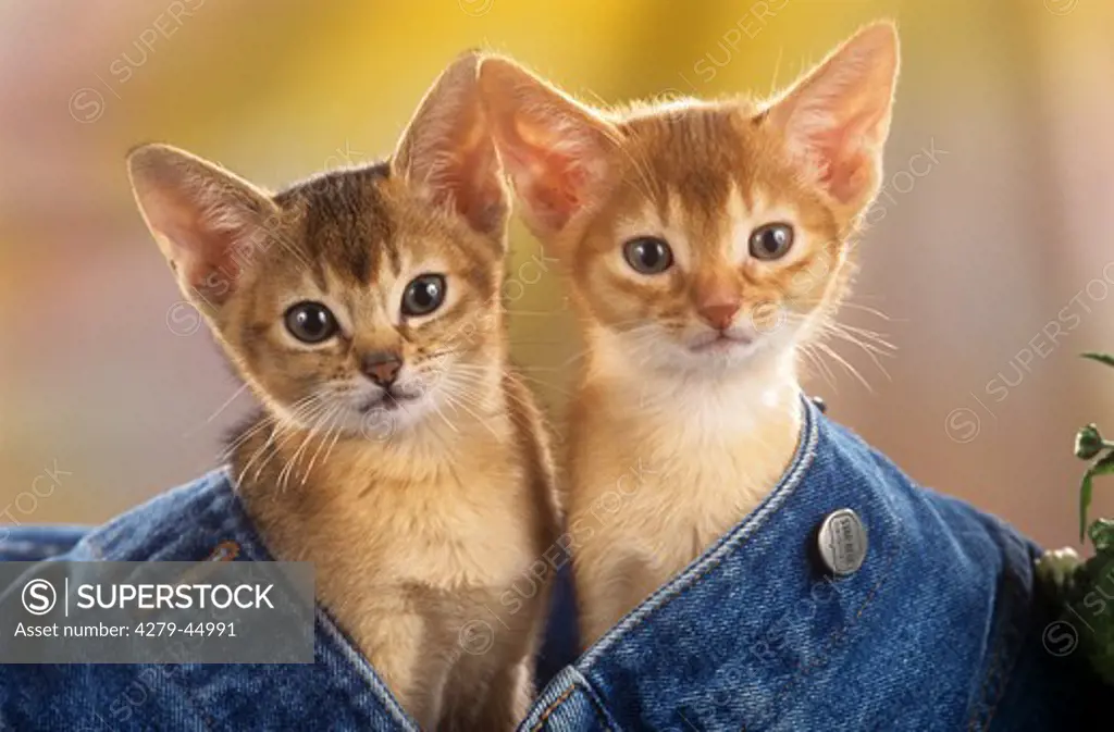 2 abyssin kittens in jeans trousers
