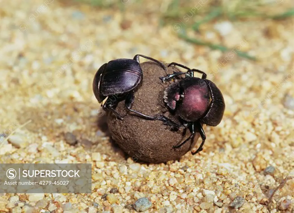 byrrhidae, pill beetles