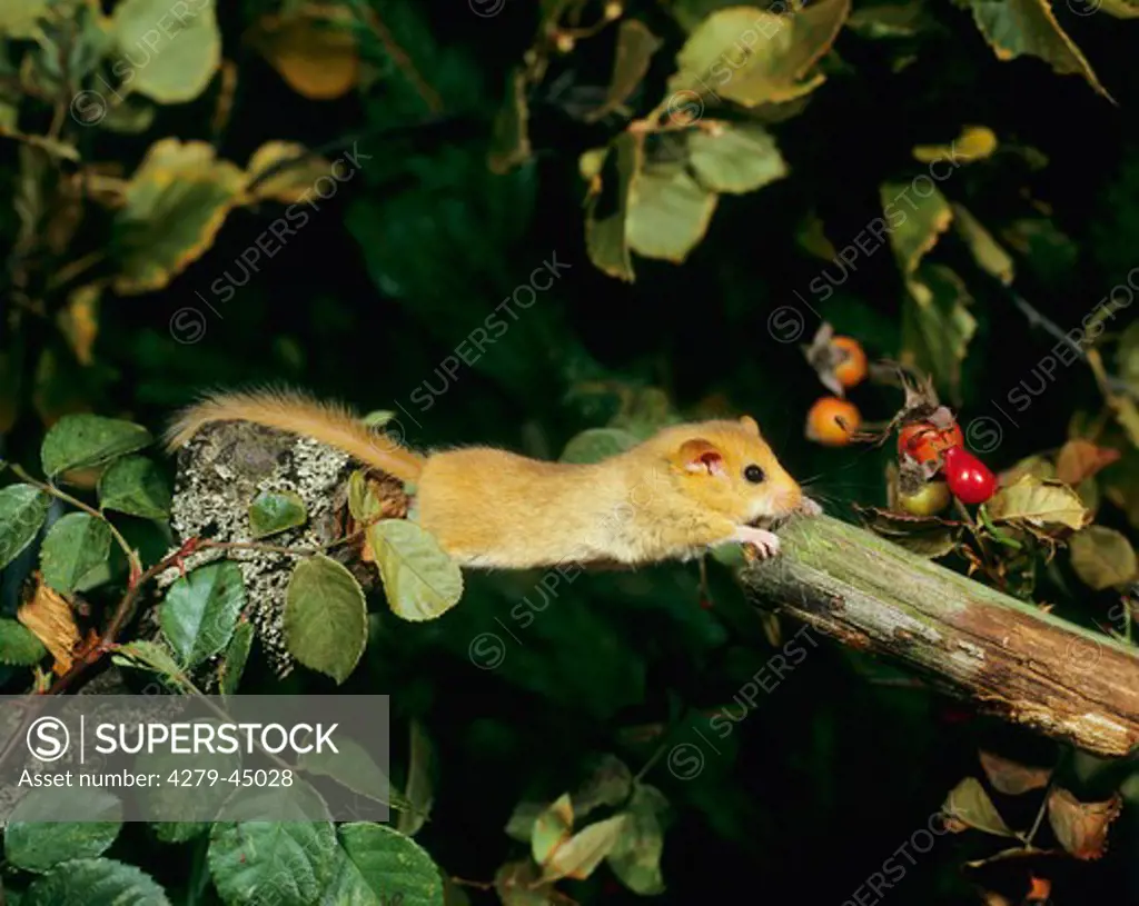 Common dormouse, hazel mouse, Muscaridinus avellanarius