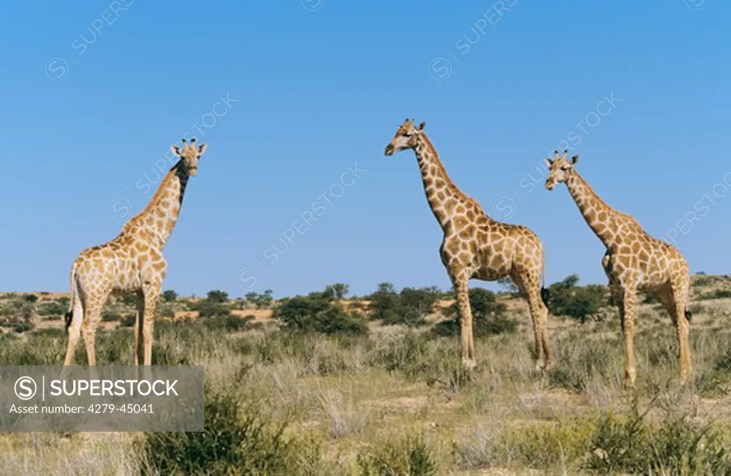 giraffa camelopardalis, giraffe