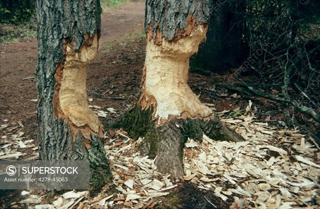 Trees gnawed by beavers