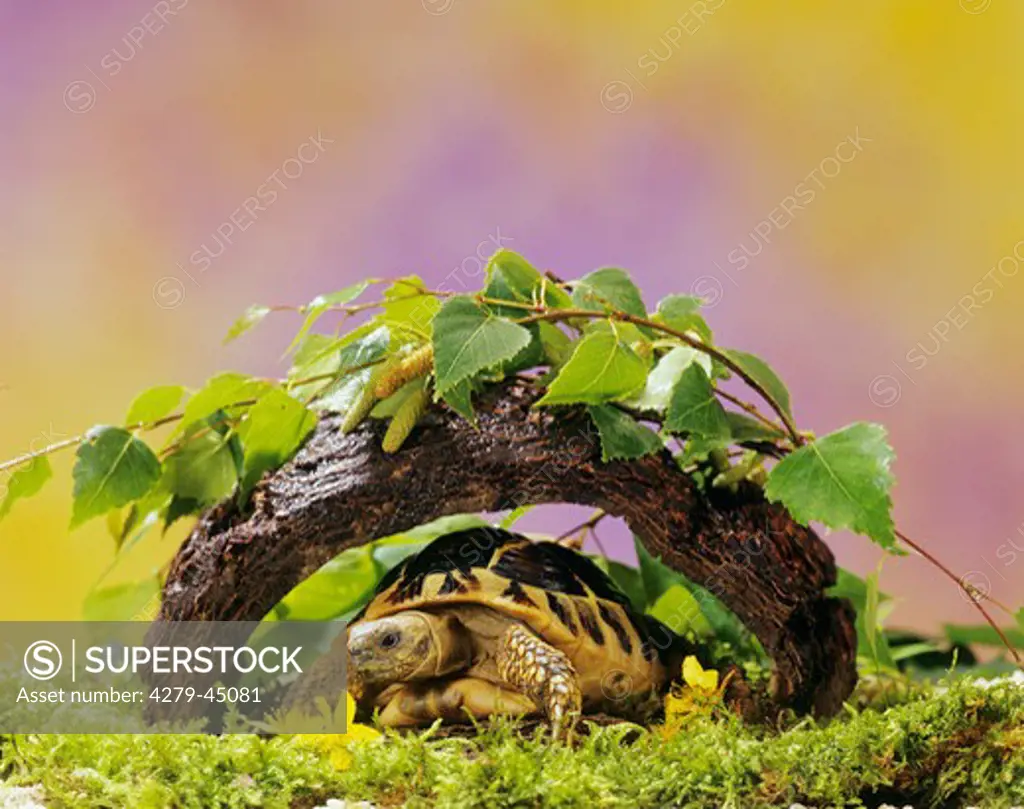testudo hermanni, Hermann's tortoise, Greek tortoise