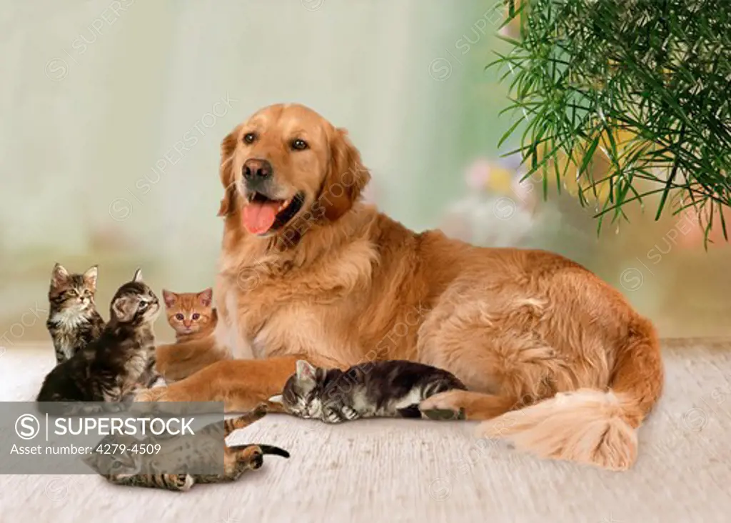 animal-friendship : dog and kittens