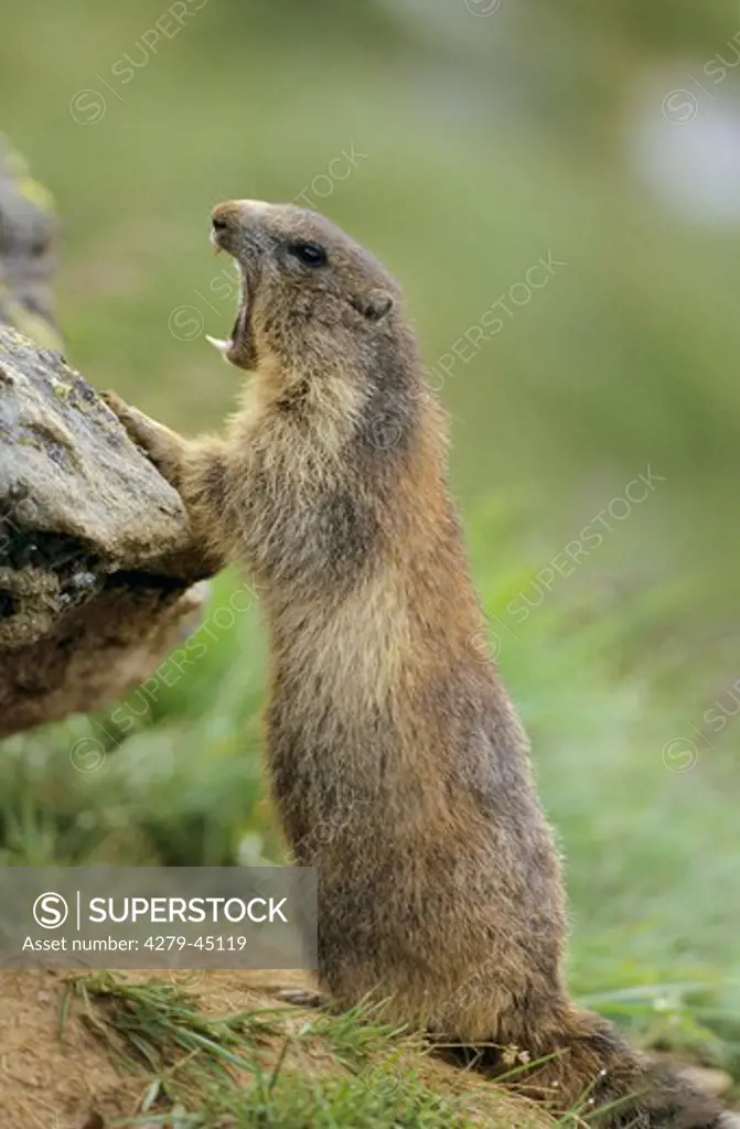 marmota marmota, alpine marmot