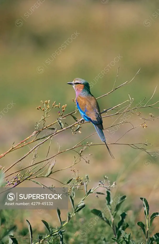 Lilac-breasted Roller on branch, Coracias caudata