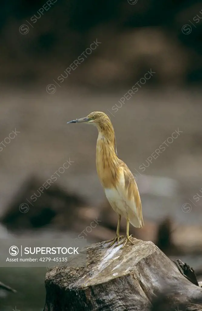 ardeola ralloides, squacco heron