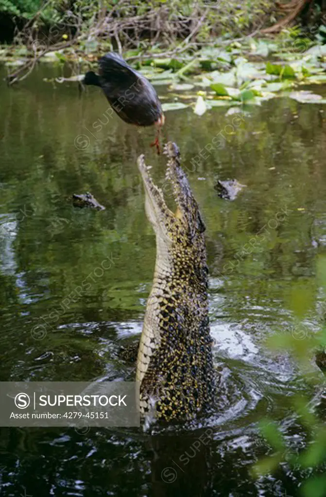 crocodylus rhombifer, Cuban crocodile