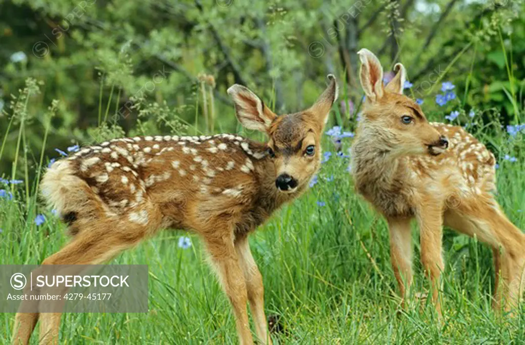 Whitetailed deer Fawn