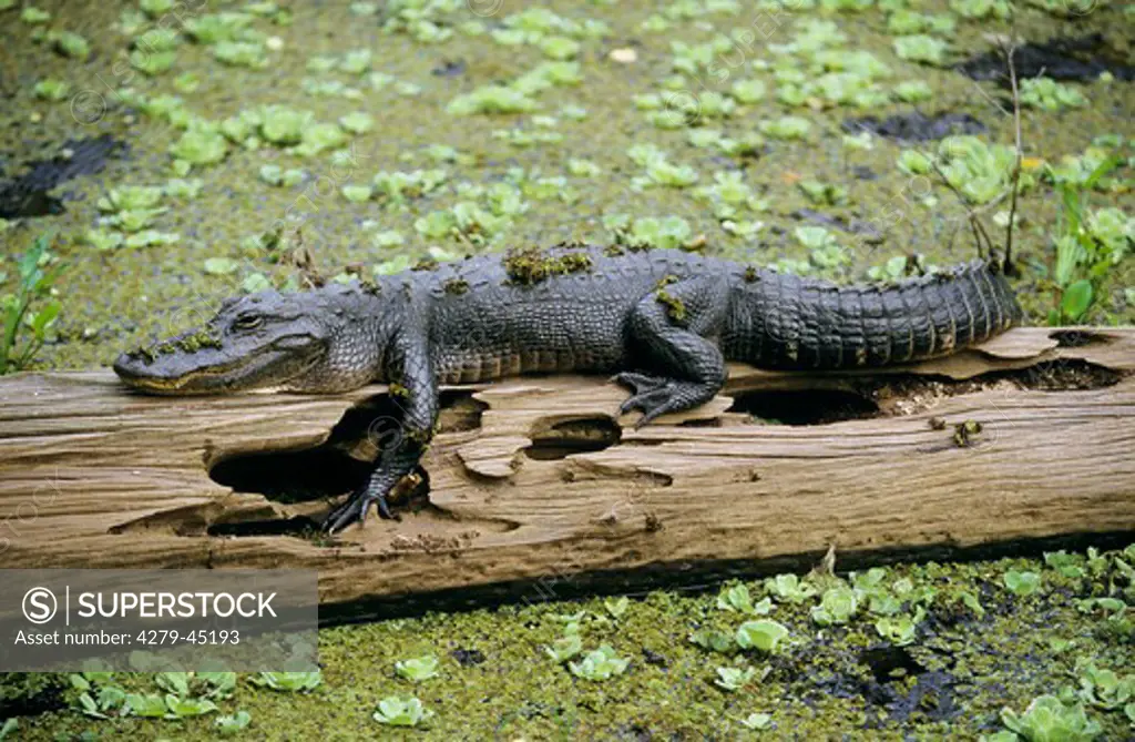 alligator mississippiensis, American alligator