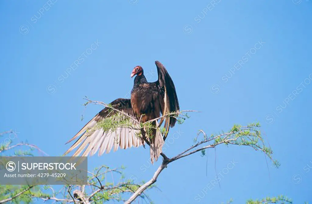 cathartes aura, turkey vulture