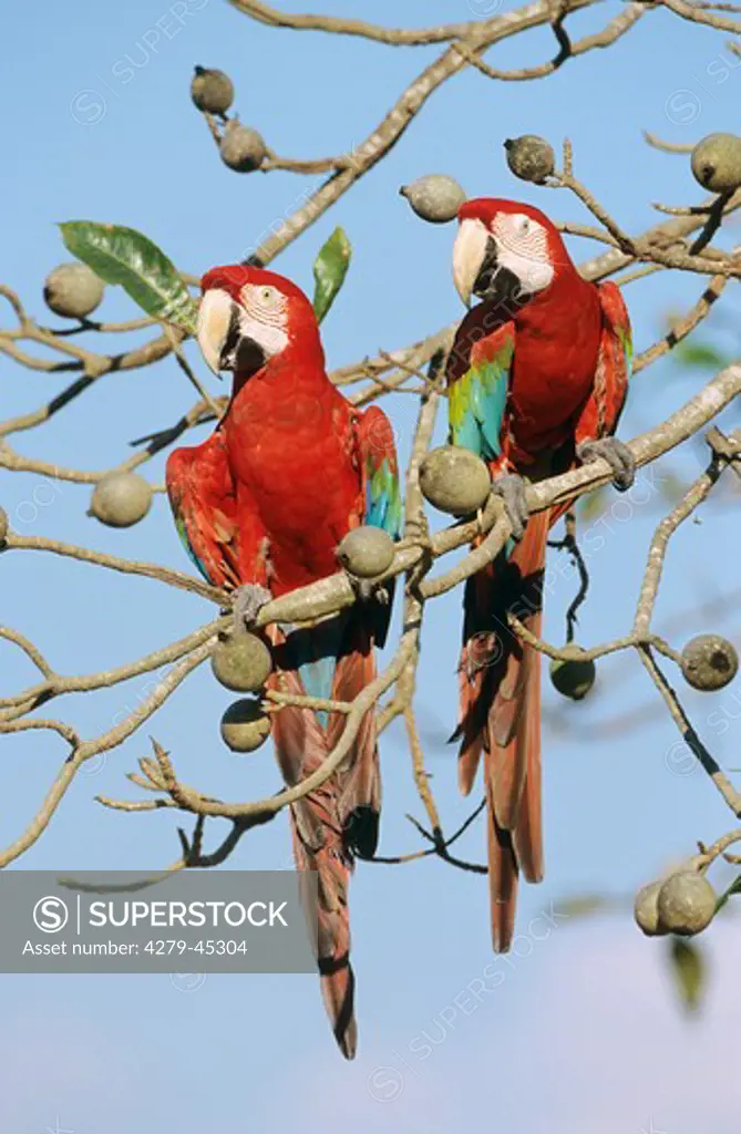 ara chloroptera, green-winged macaw