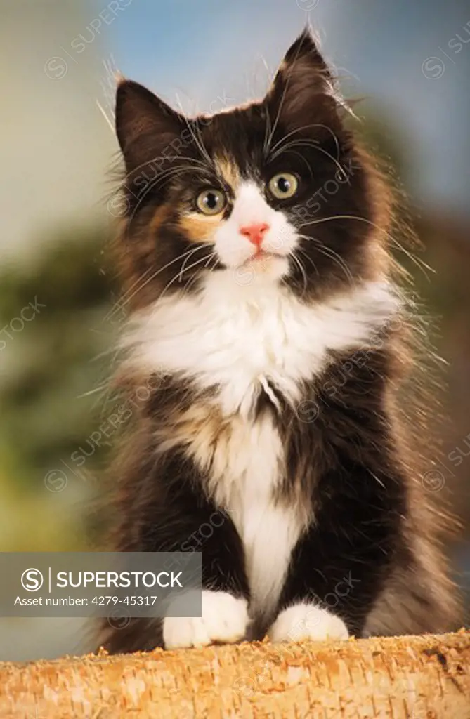young Norwegian Forest Cat