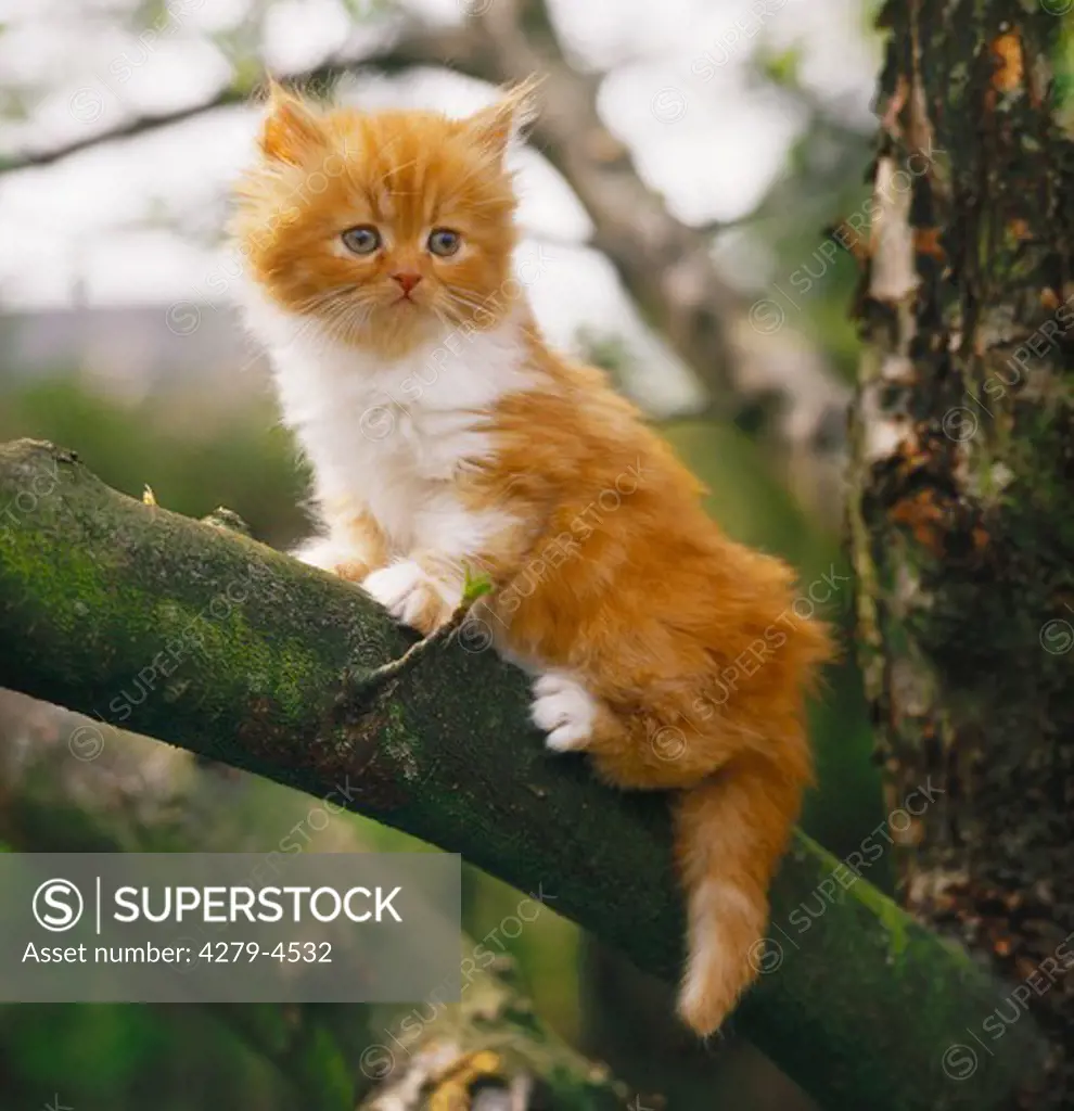 young Persian kitten on branch