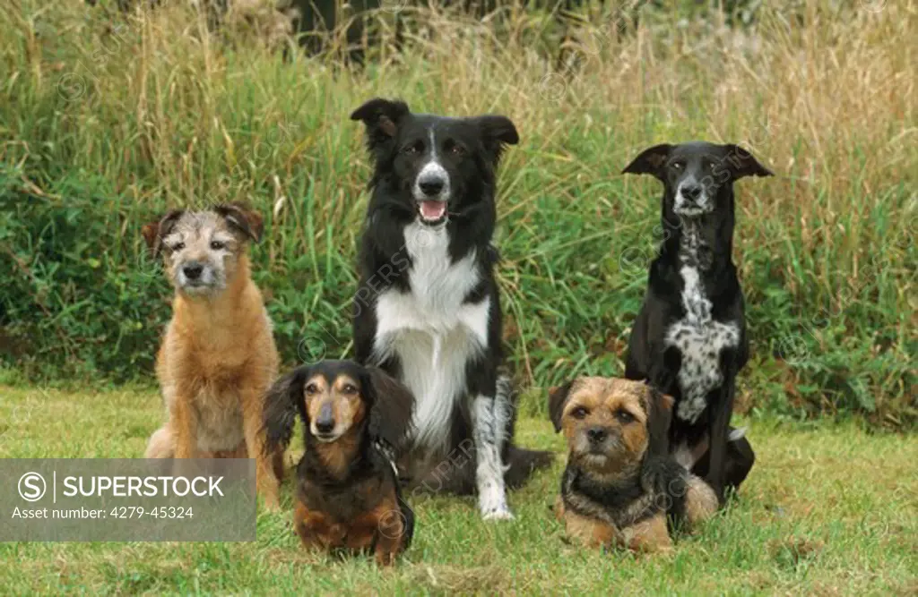 dog group : 2 Border Terrier, 1 dachshund, 1 hybrid dog and 1 Border Collie