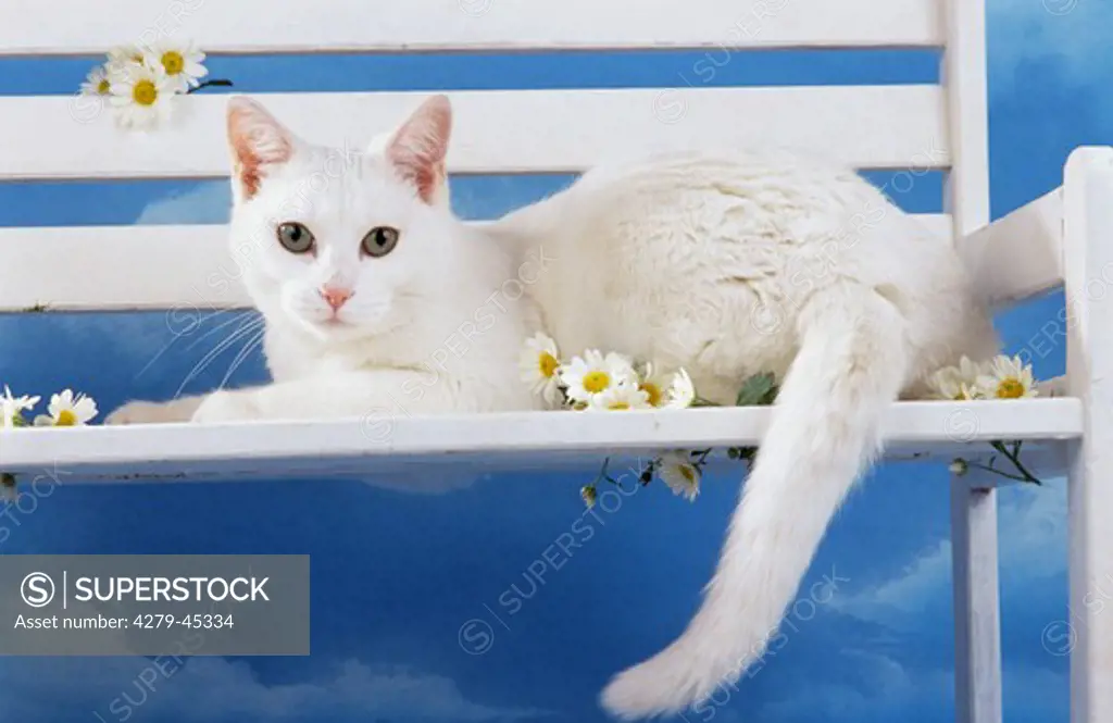 white cat lying on a bank