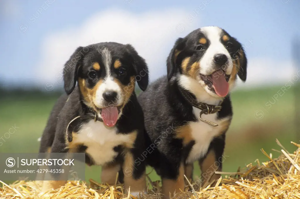 Entlebuch mountain dog - two puppies in straw