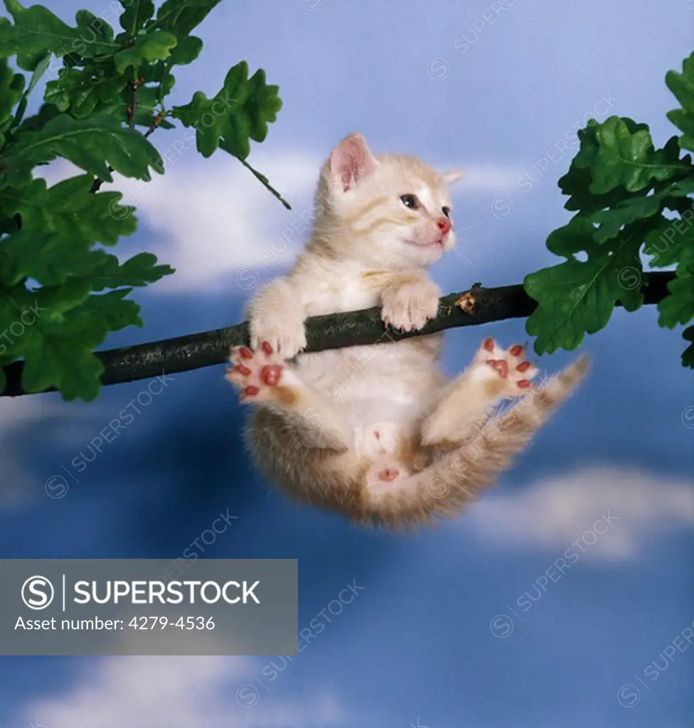 young domestic kitten on branch