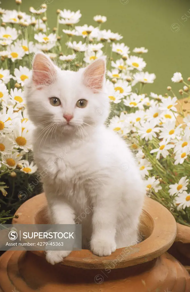 young domestic cat in flower tub