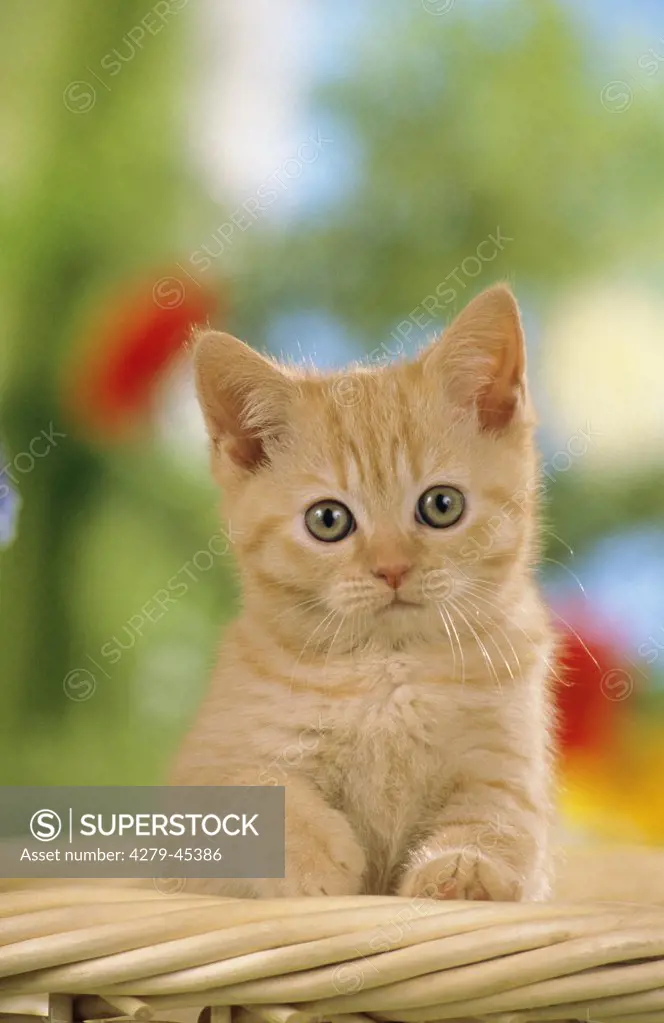 young British shorthair