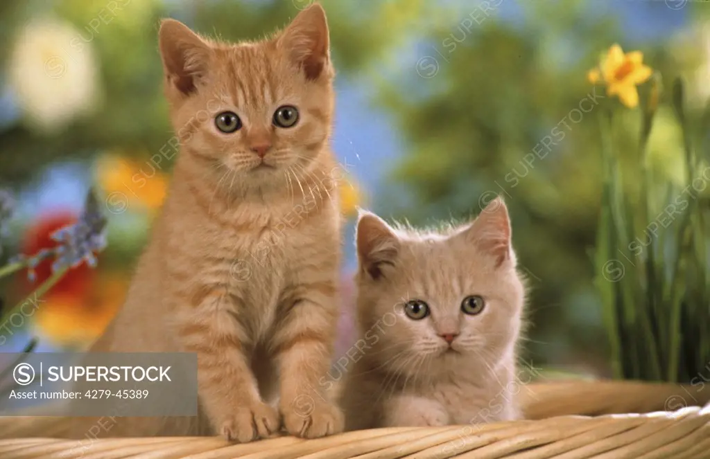 two young British Shorthair Cats in basket