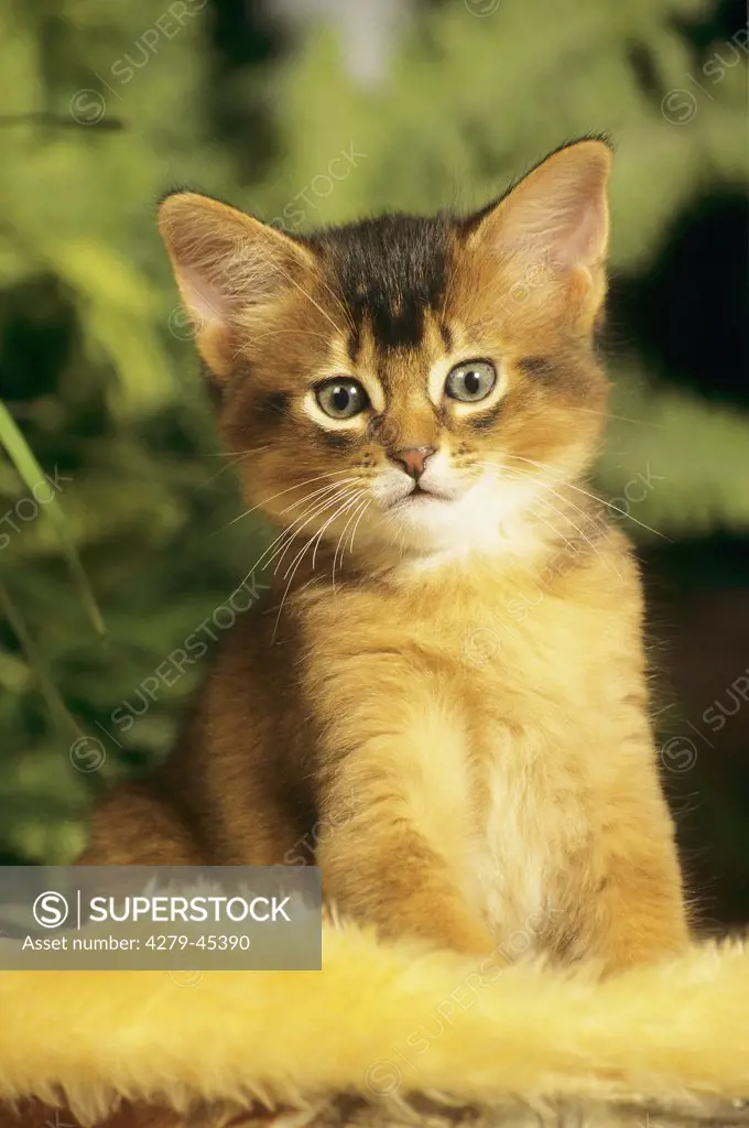 young Somali cat - sitting