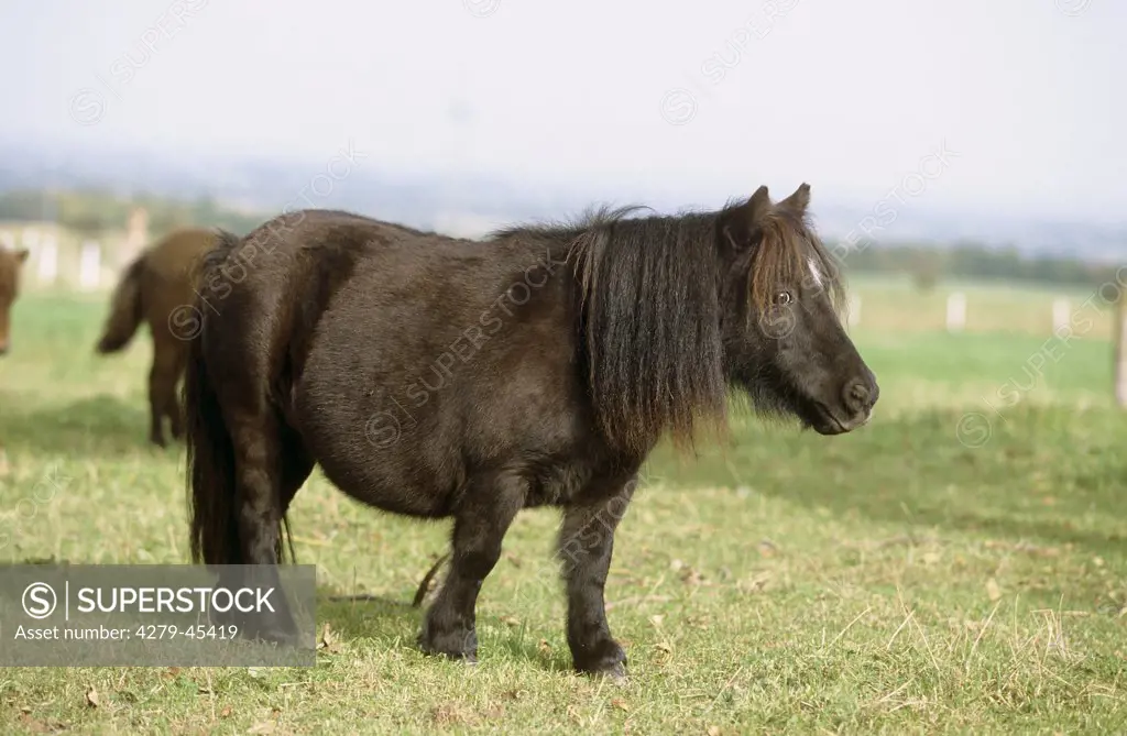 Shetland Pony, Mini Shetland Pony