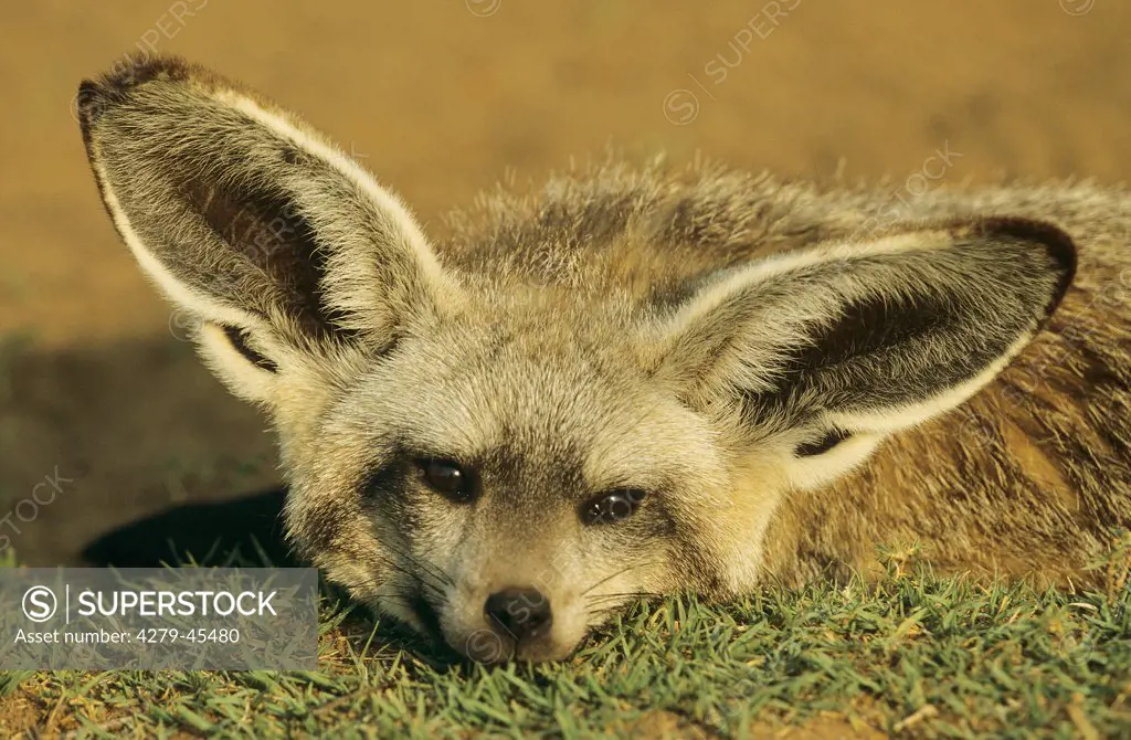 otocyon megalotis, bat-eared fox
