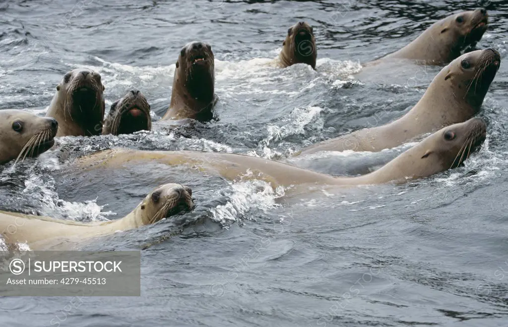 Steller's sea lions - on rock, Eumetopias jubatus