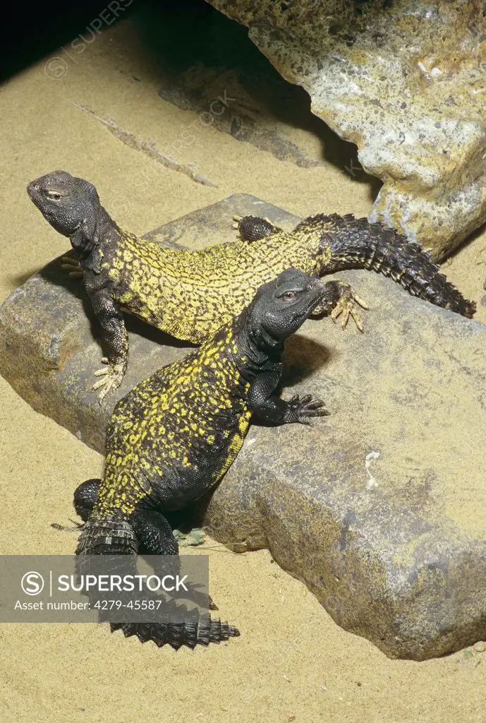 Uromastyx ornata, Spiny-tailed lizards