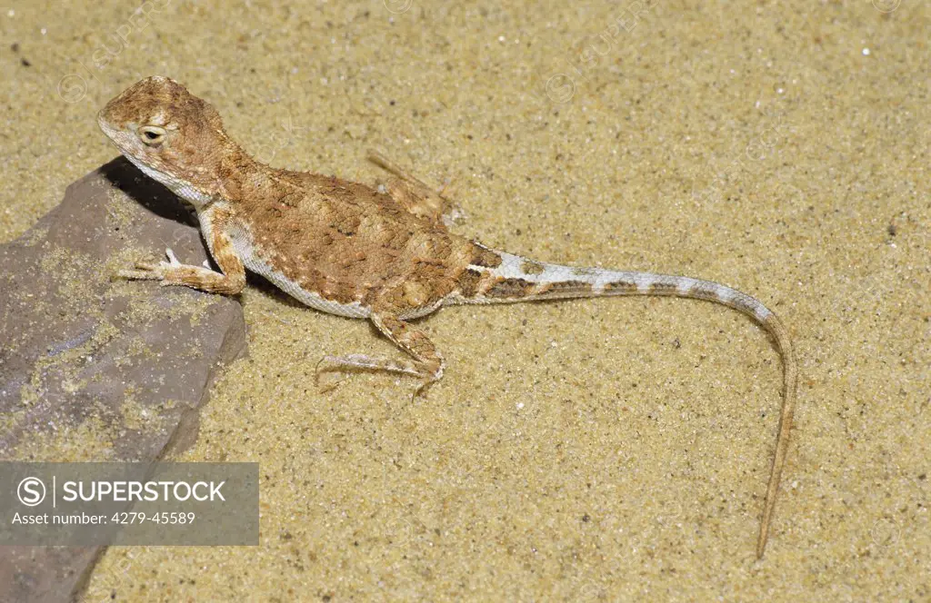 Cophotis spp., prehensile-tailed lizards