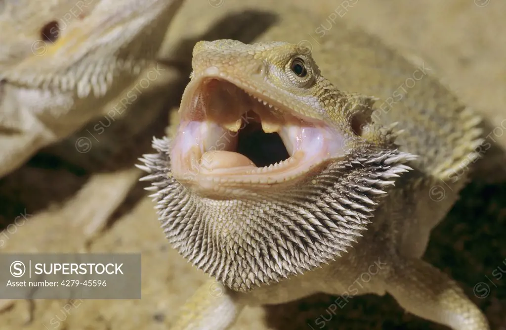 Pogona vitticeps, bearded dragon