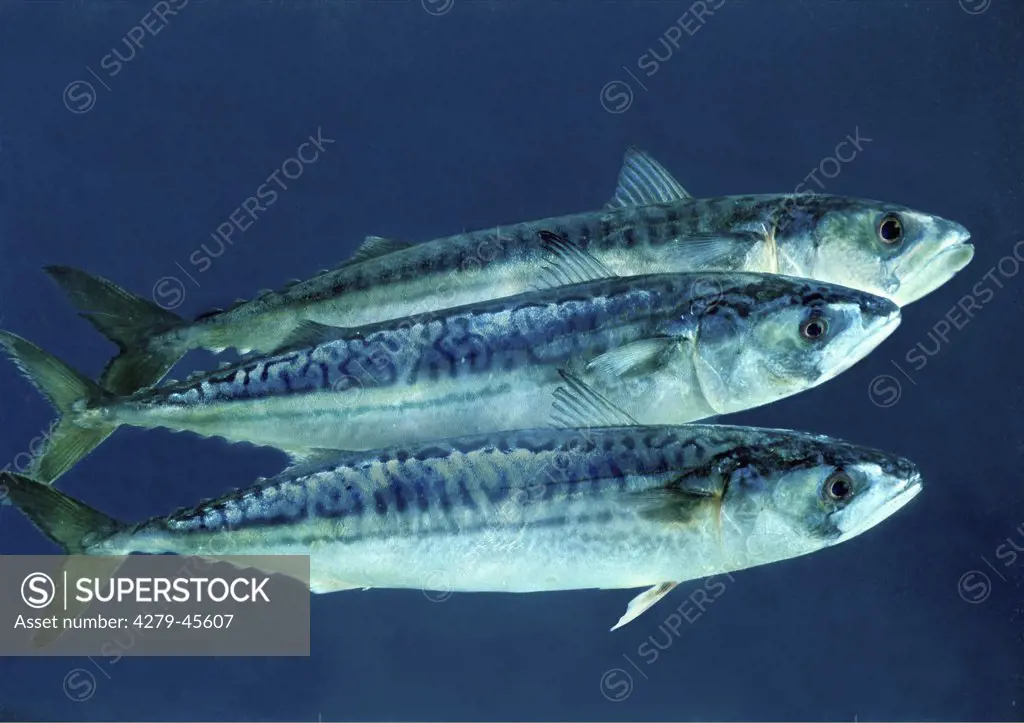 scomber scombrus, Atlantic mackerel, common mackerel