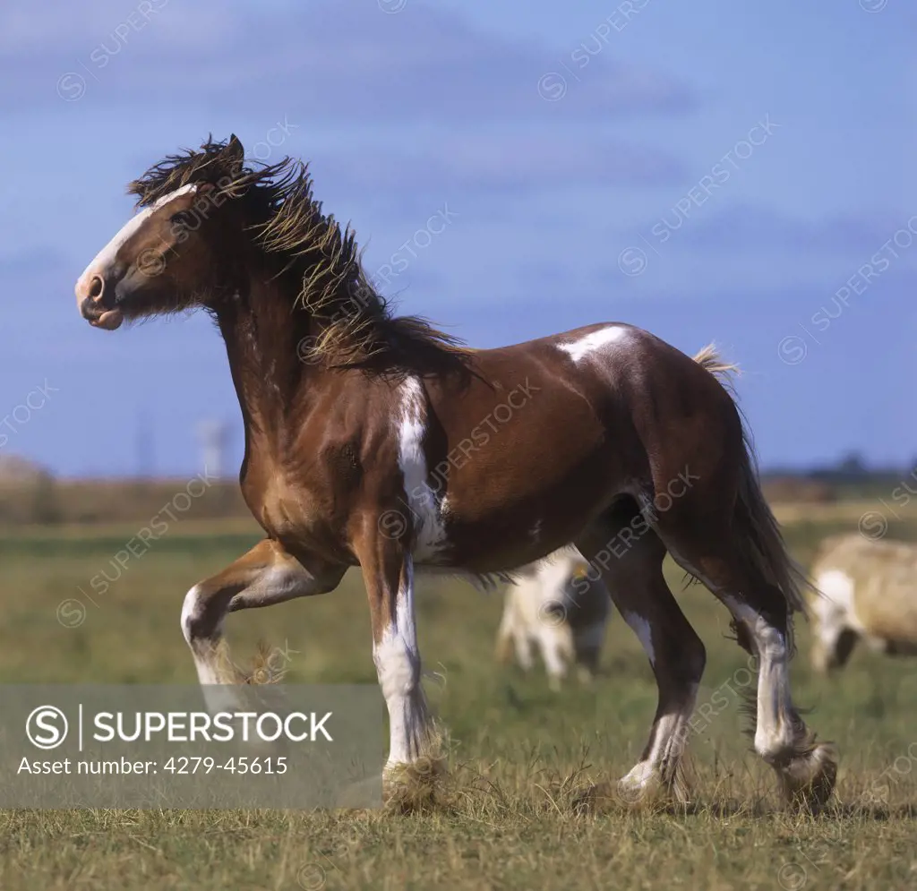 Clydesdale - on meadow