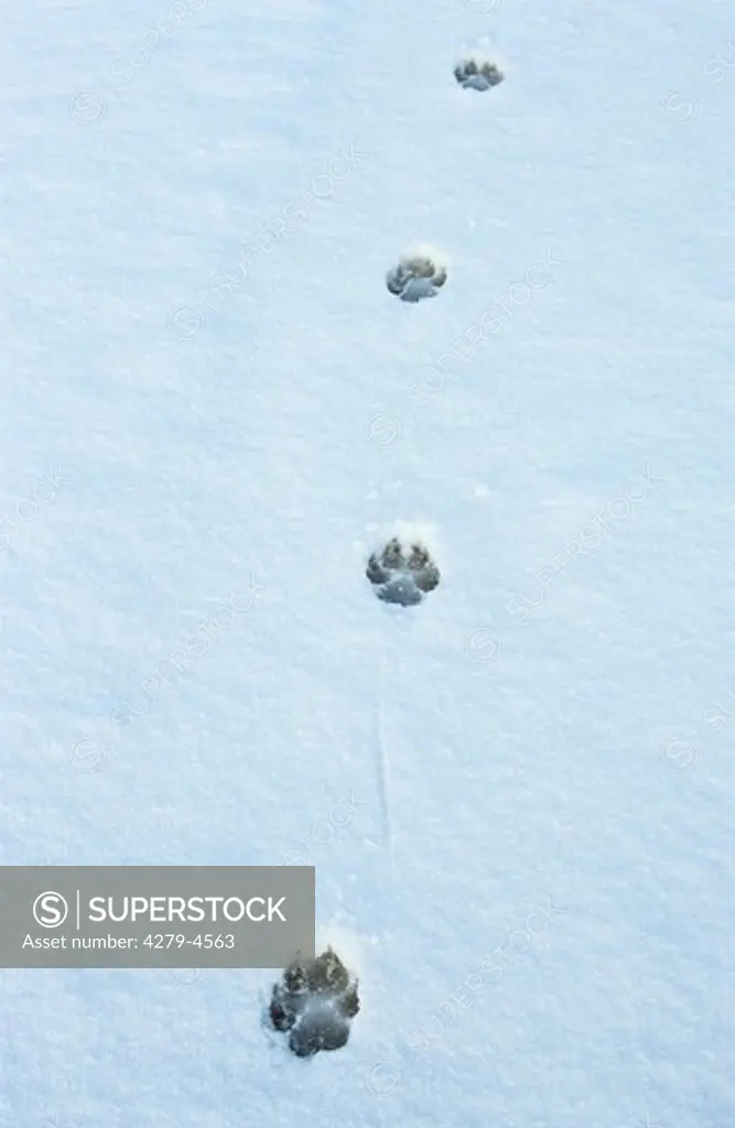 track of a gray wolf in snow, Canis lupus