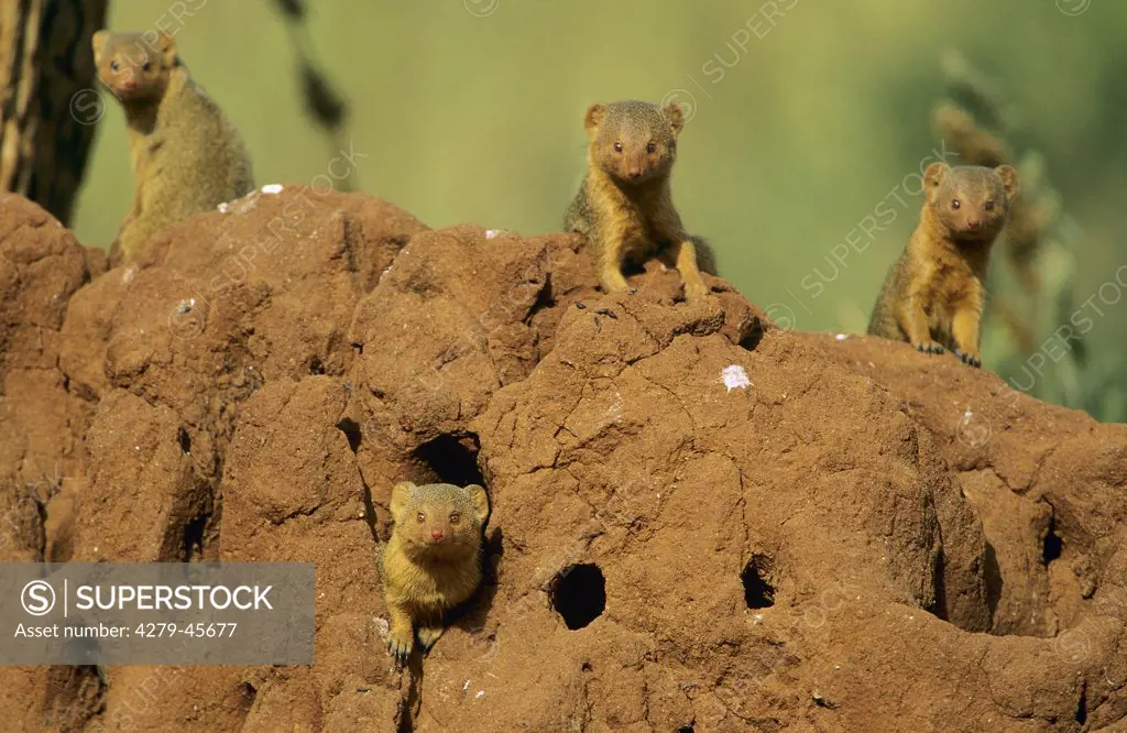 Helogale parvula, dwarf mongooses