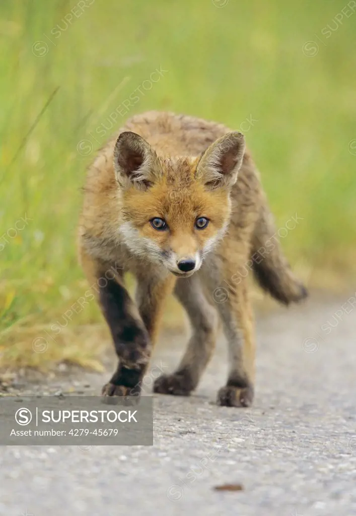 vulpes vulpes, red fox - young one, on country-lane or road -