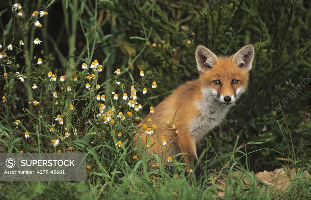 vulpes vulpes, red fox - young one, sitting at the field border -