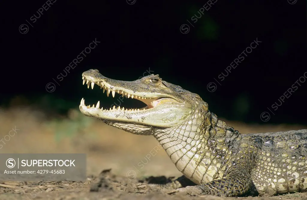 caiman crocodylus, spectacled caiman