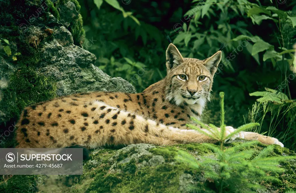 Lynx lynx, bobcat