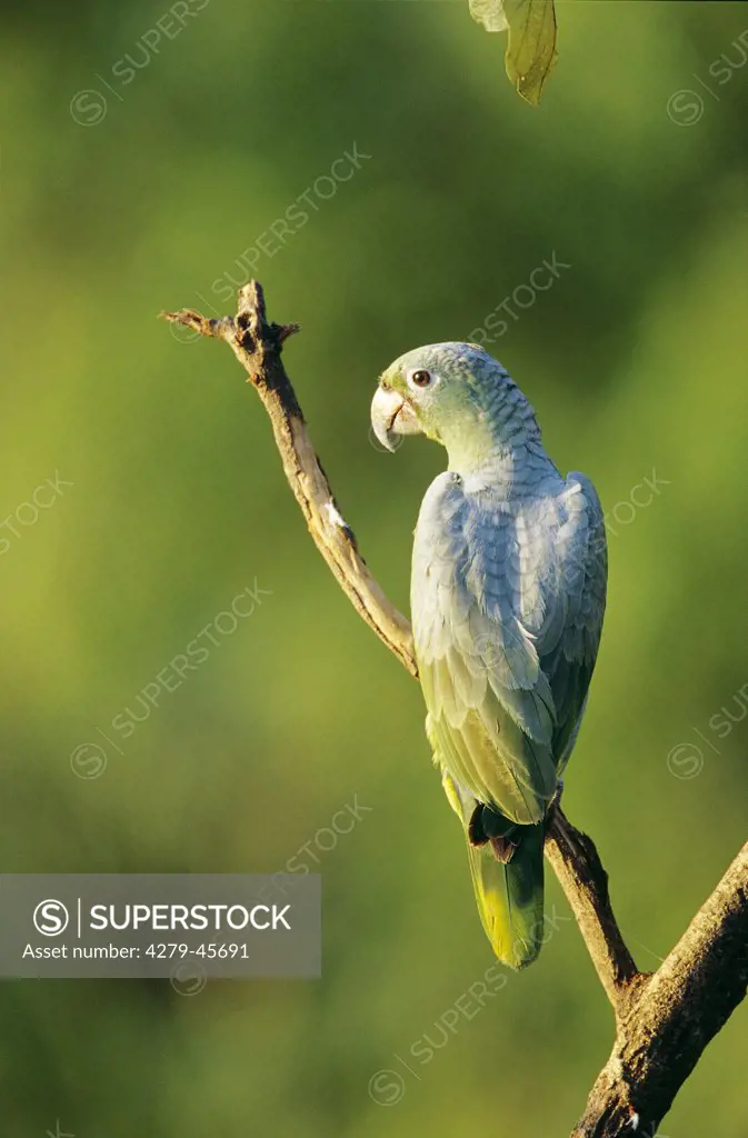 Amazona farinosa, amazon