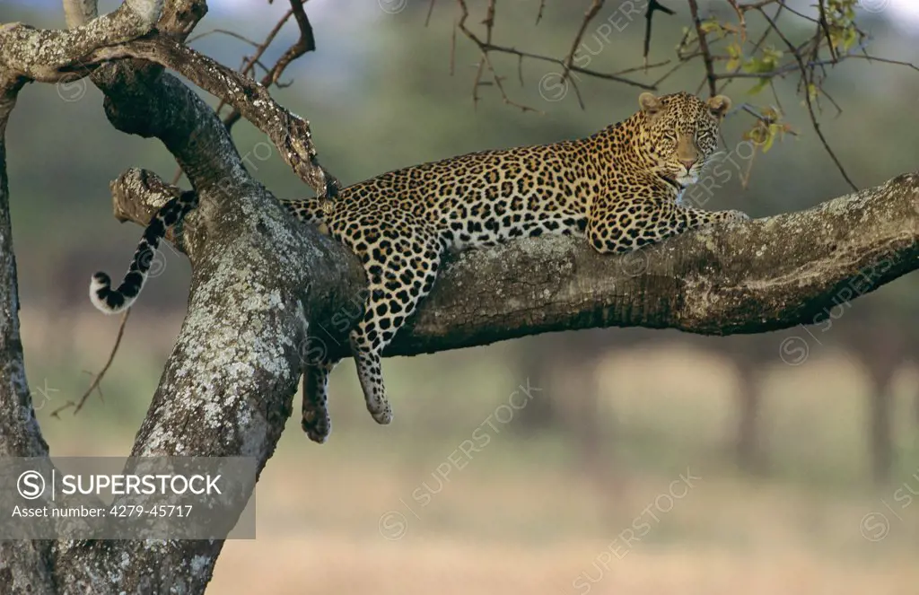 Panthera pardus, leopard