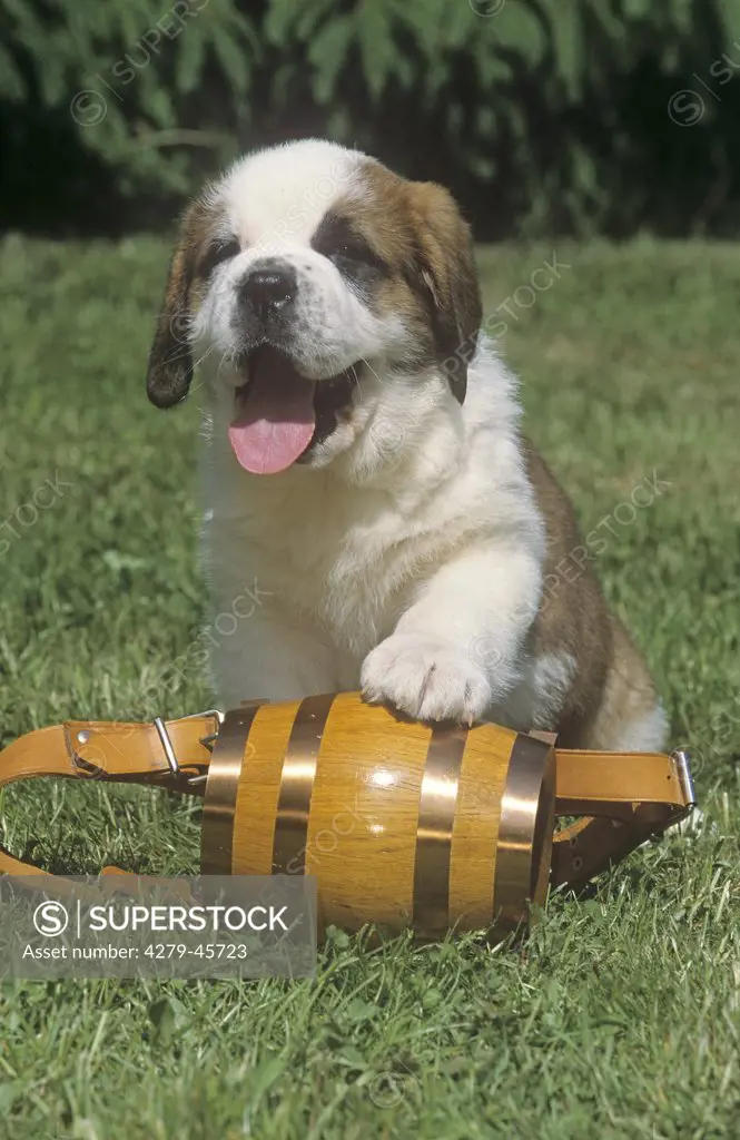 St. Bernard Dog - puppy with small barrel on meadow