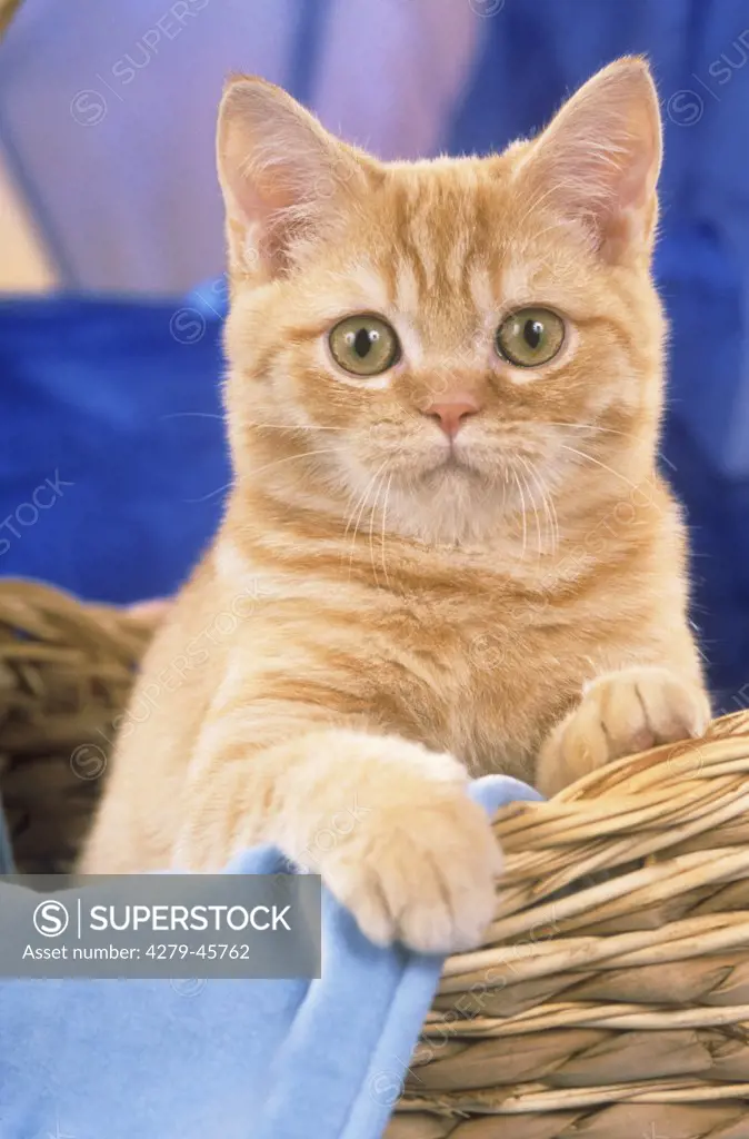 domestic cat - kitten in basket