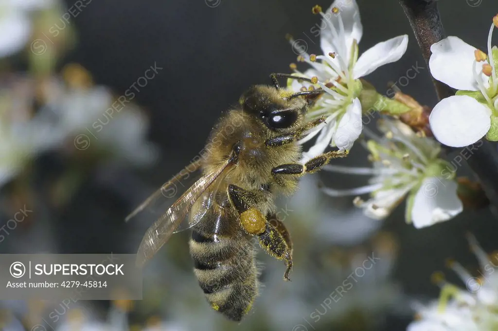 Apis mellifera mellifera, Honey bee - flying, on blossom -