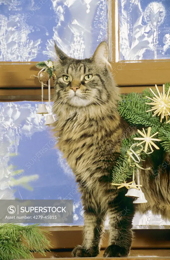 cat window Christmas