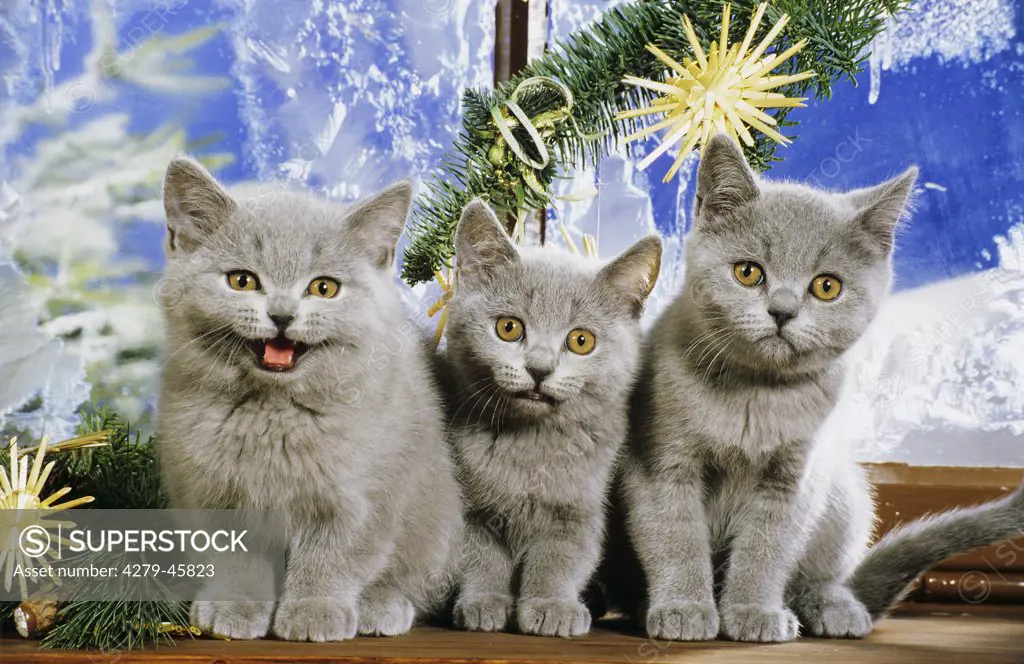 3 kitten at the window - Christmas