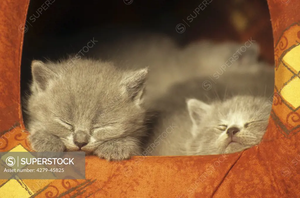 two Carthusian kittens sleeping