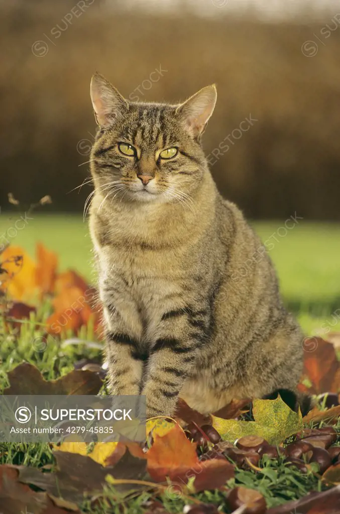domestic cat in autumn